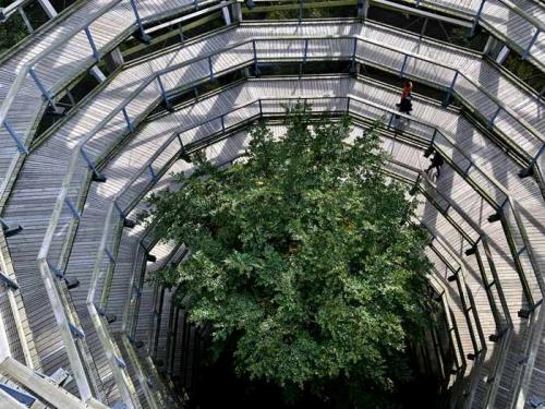 baumwipfelpfad ruegen